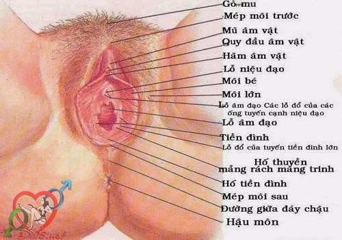 ce1baa5u-te1baa1o-c3a2m-c491ao-phe1bba5-ne1bbaf-vc3a0-khc3a1m-phc3a1-c3a2m-hc3b4-con-trinh-nhc6b0-the1babf-nc3a0o-8-1 Cấu tạo của lồn phụ nữ