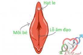 Hột le là gì? Tuyệt chiêu kích thích hột le của con gái