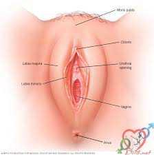 hột le là một cơ quan sinh dục nữ